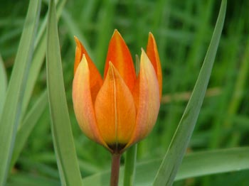 Tulipa whittalliiBalkantulp bestellen